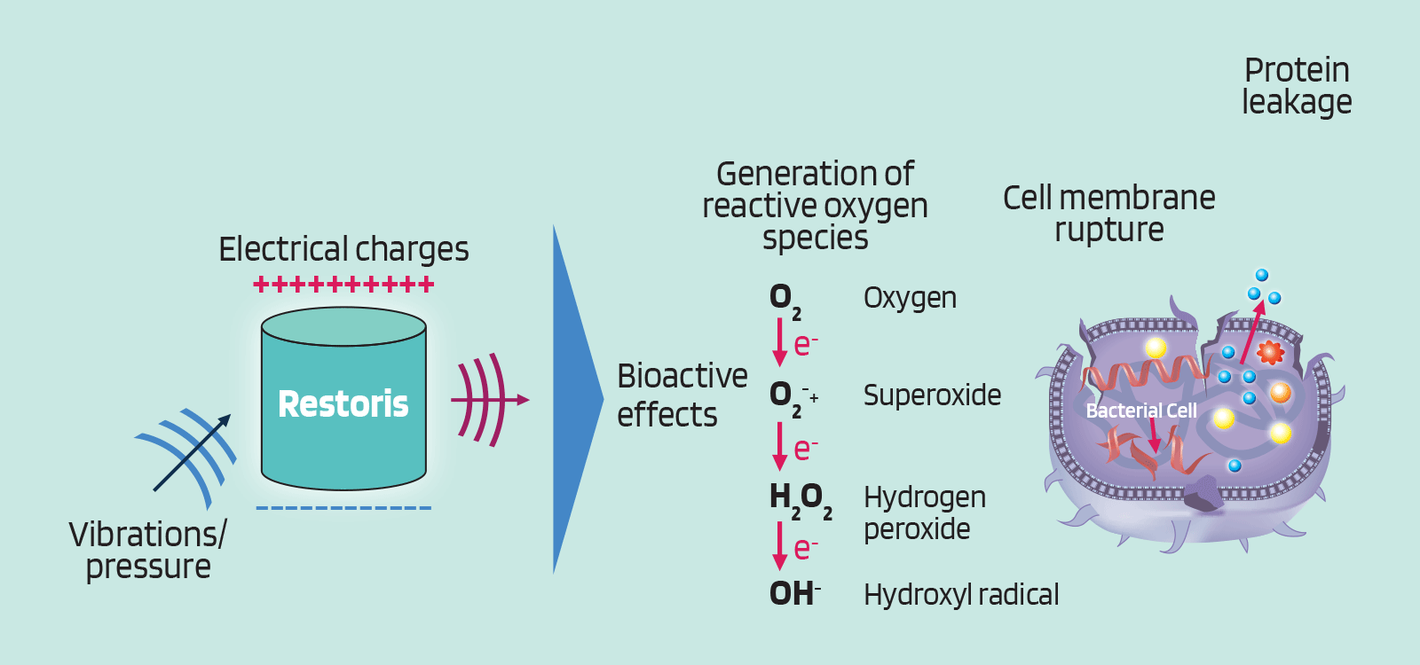 Technical graphic showing how Restoris disrupts biofilm growth in canine teeth