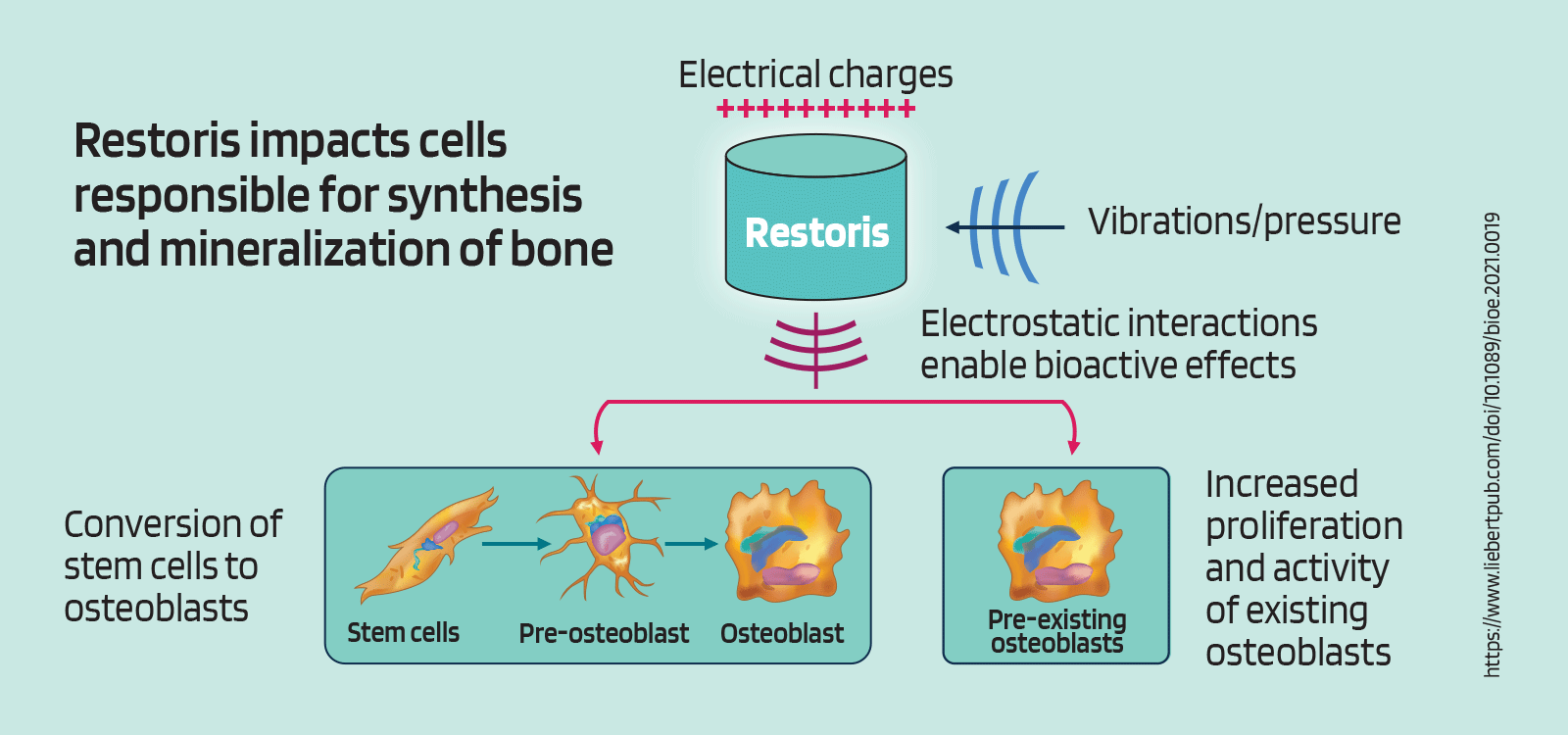 Technical graphic explaining how Restoris promotes bone growth in canine teeth